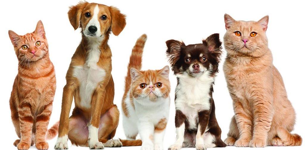Доска объявлений о животных | ЗооТом - продажа, вязка и услуги для животных в Канске