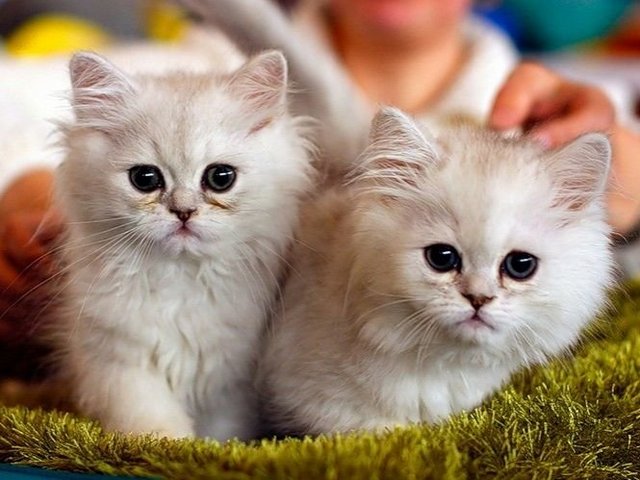 Породы кошек в Канске | ЗооТом портал о животных