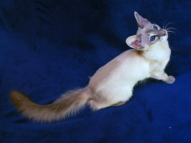 Выведенные породы кошек в Канске | ЗооТом портал о животных