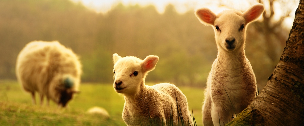 Объявления о сельскохозяйственных животных | ЗооТом - продажа, вязка и услуги для животных в Канске