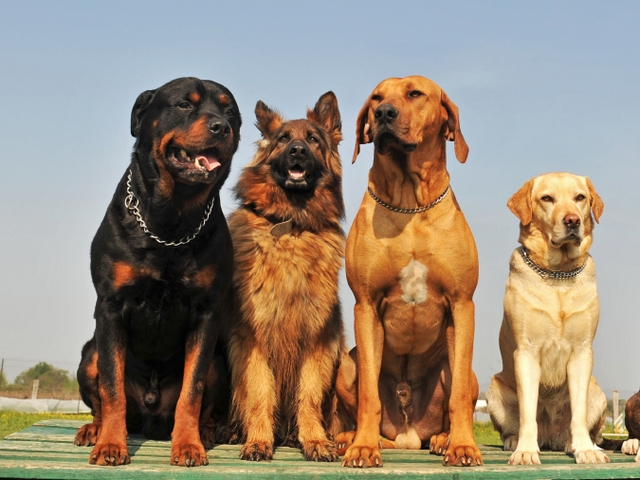 Крупные породы собак в Канске | ЗооТом портал о животных